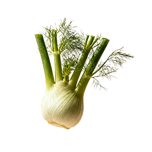 FENNEL
