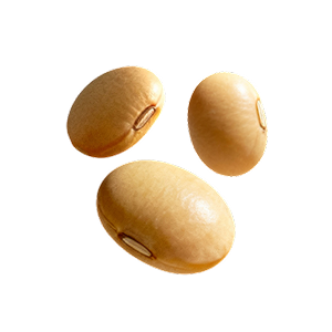 SOYA BEAN