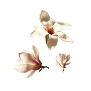 Magnolia