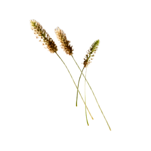 PLANTAGO
